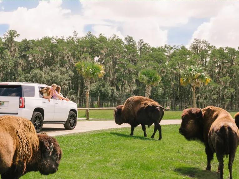 Wild Florida Drive Thru Safari
