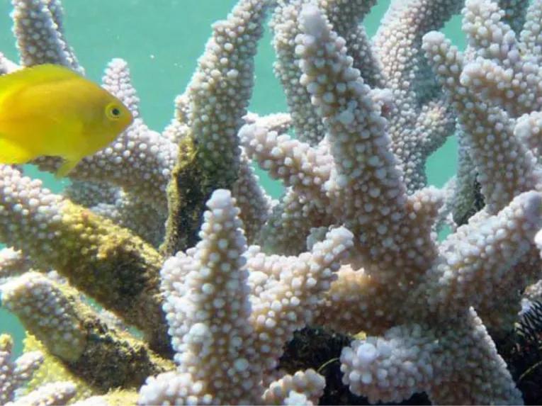 Green Island Eco Adventure