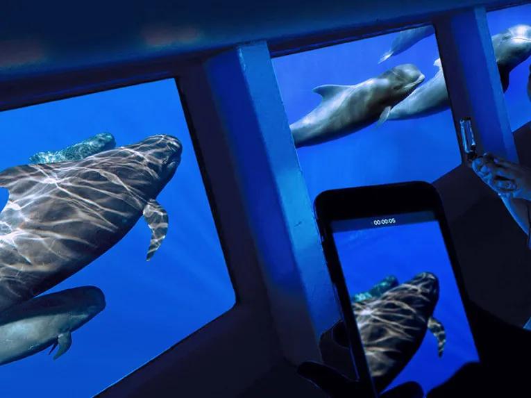Royal Delfin