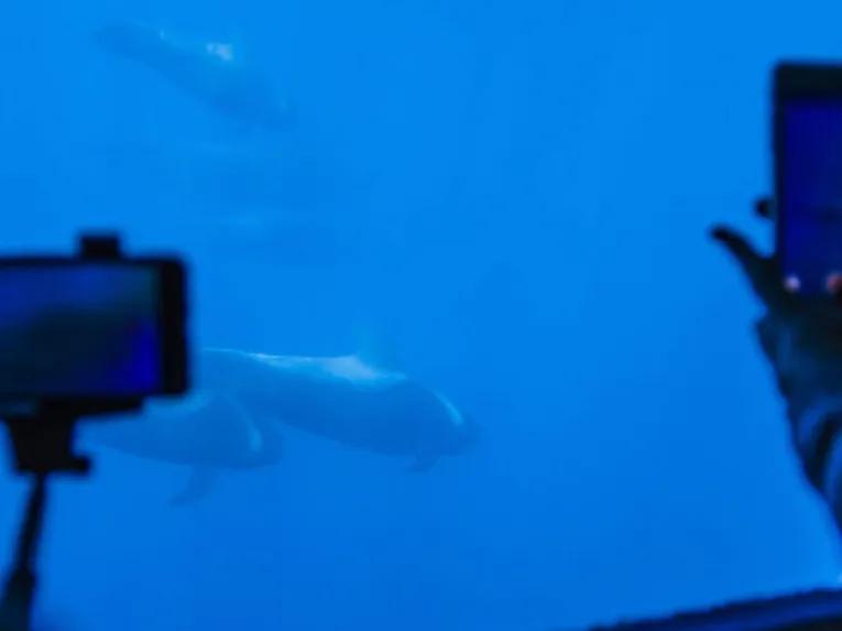 Royal Delfin