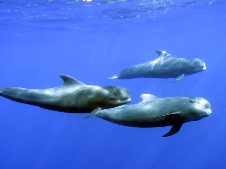 Royal Delfin