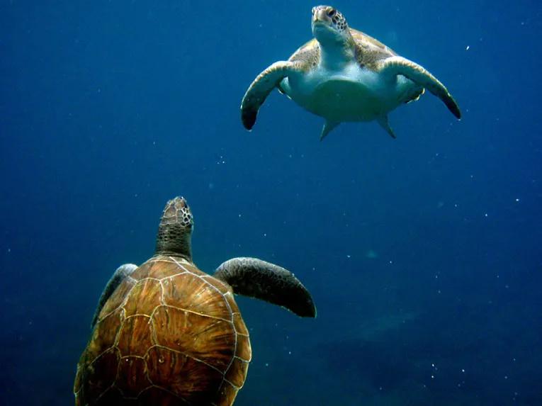 Royal Delfin