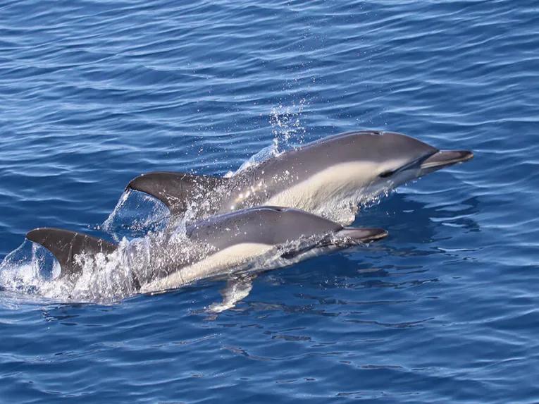 Royal Delfin