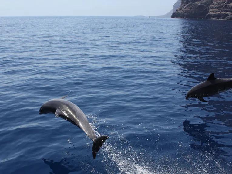 Royal Delfin