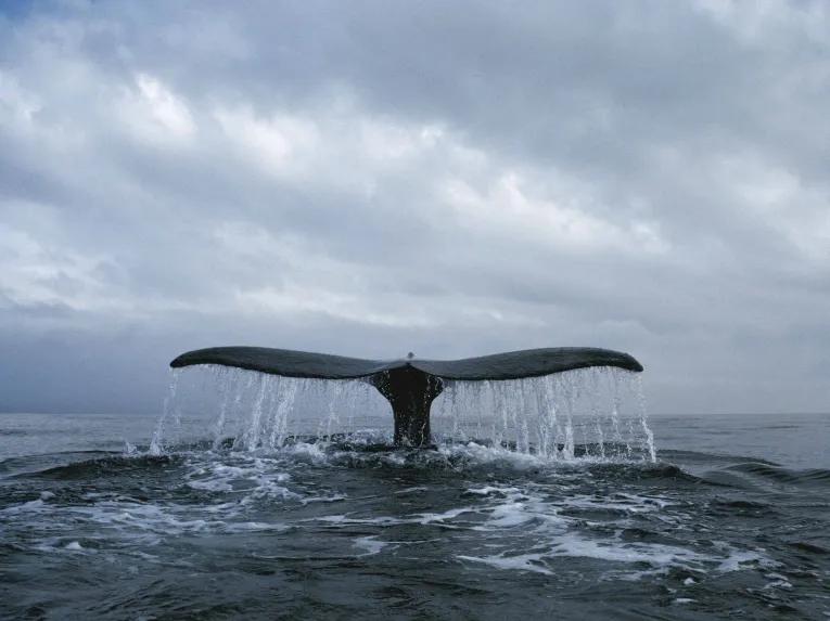 Whale Watching