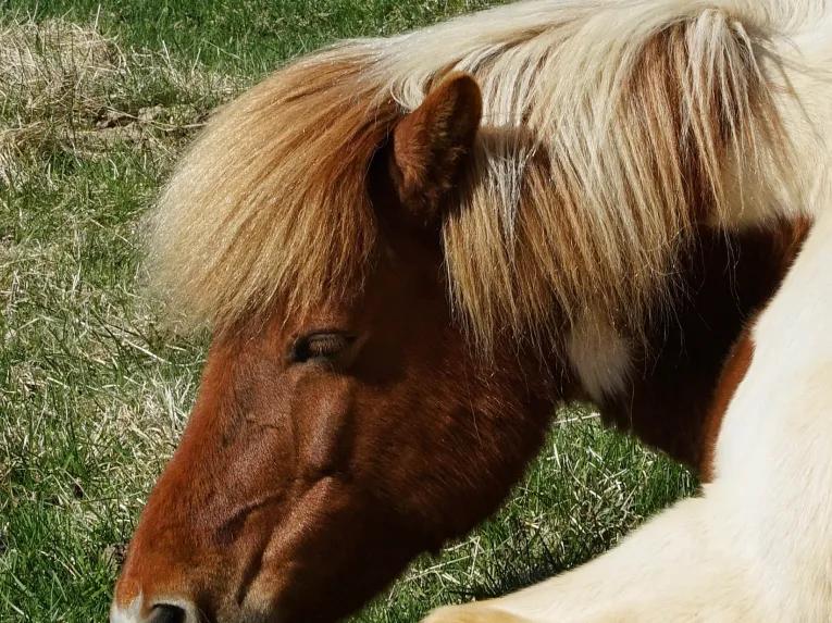 Horse Riding