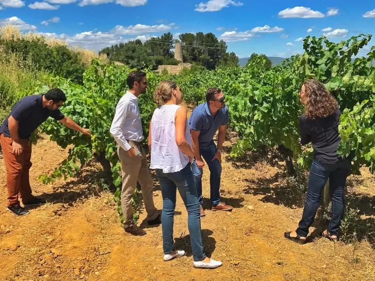 vineyard-tour