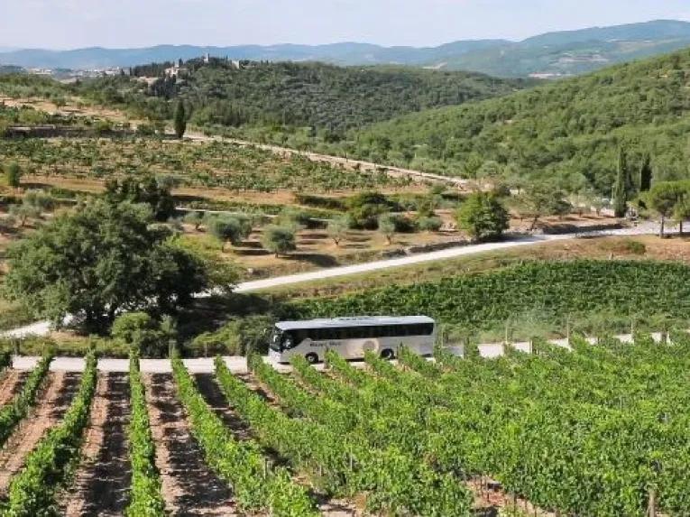 vineyard-in-hills