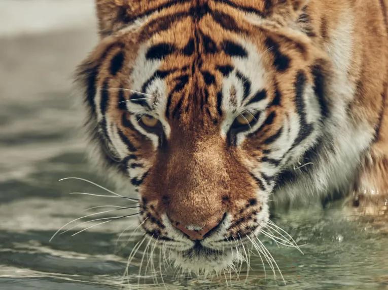 tiger