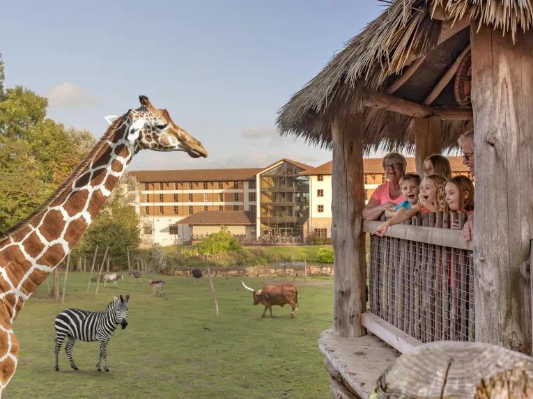 giraffe-on-safari