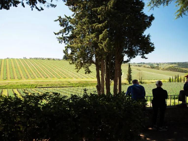 tuscan-vineyard