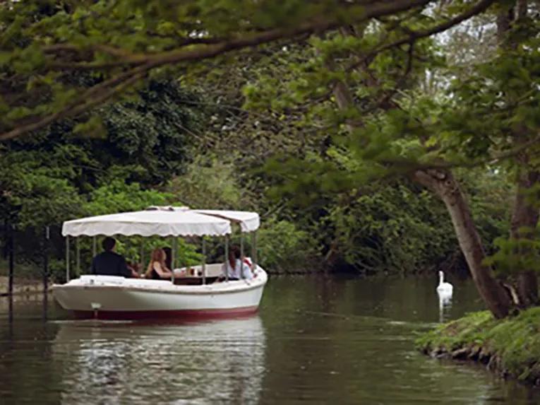 seeing-a-swan