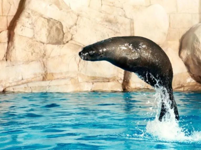 Sea Lion Meet & Greet at Atlantis Dubai