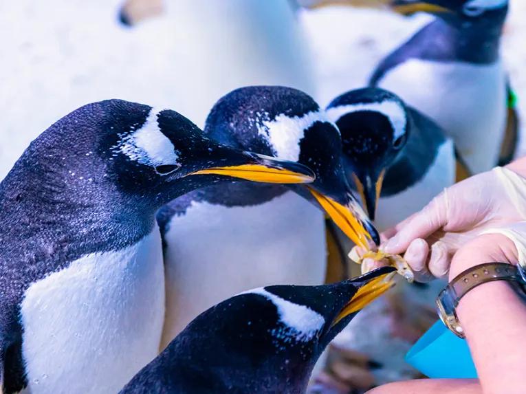 Bay-Penguins