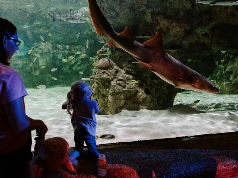 Sea Life Brighton