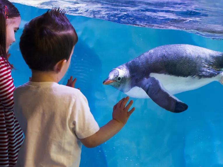 Sealife Bir
