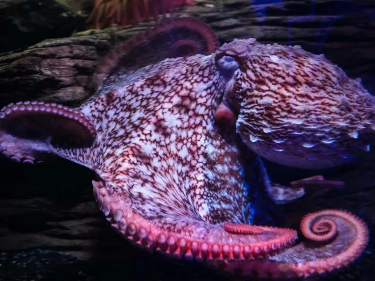 Sealife Bir