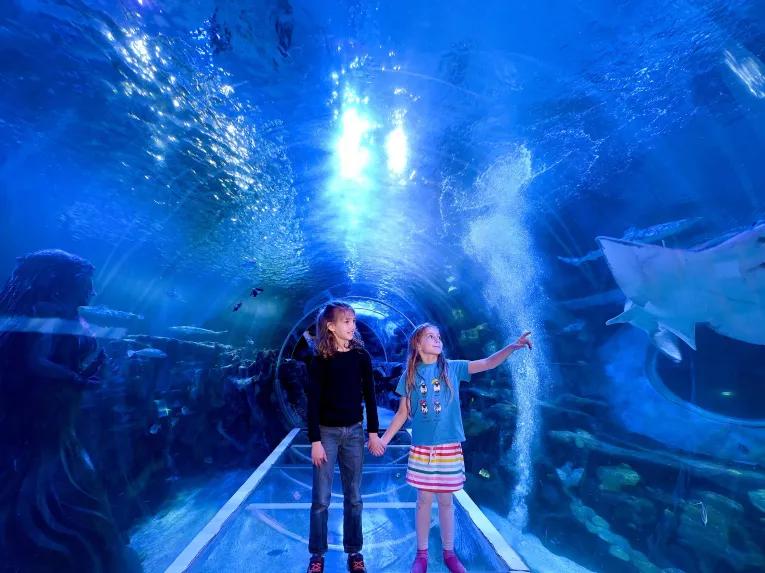 Sealife Bir