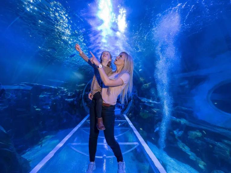Sealife Bir