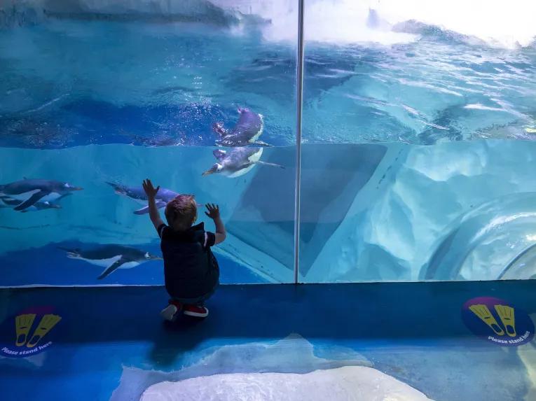 Sealife Bir
