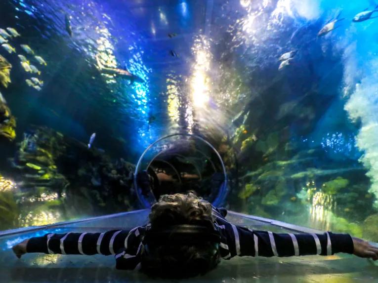Sealife Bir