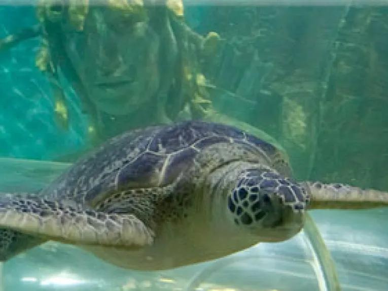 Sea Life GY