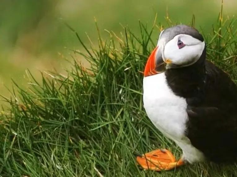 puffin-in-the-grass
