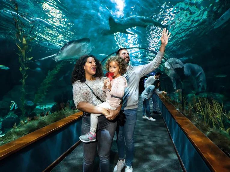 Loro Park Tenerife Aqaurium Tunnel