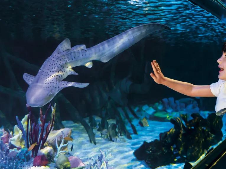 Loro Parque Sharks