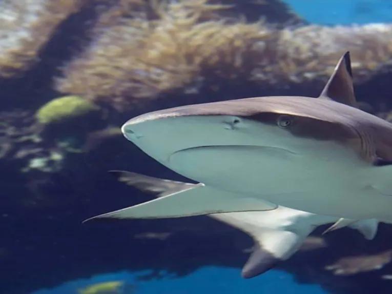 shark