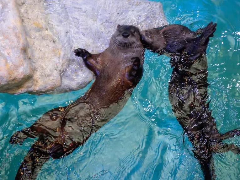 dolphin at Clearwater Aquarium