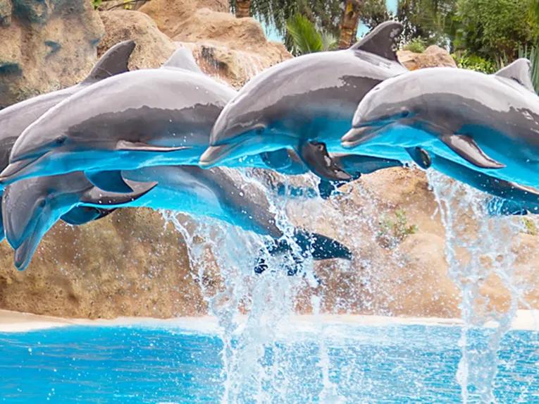 Dolphins at Loro Park