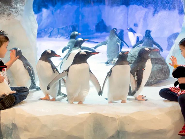 Penguins