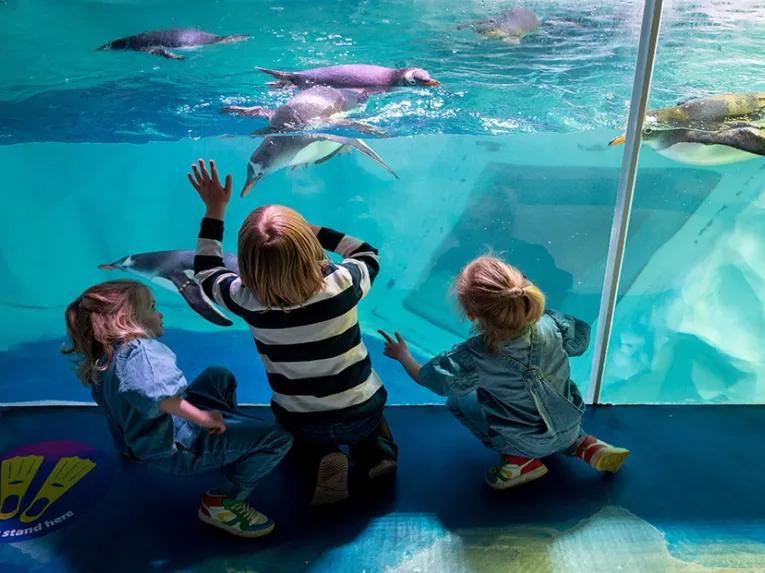 swimming-penguins