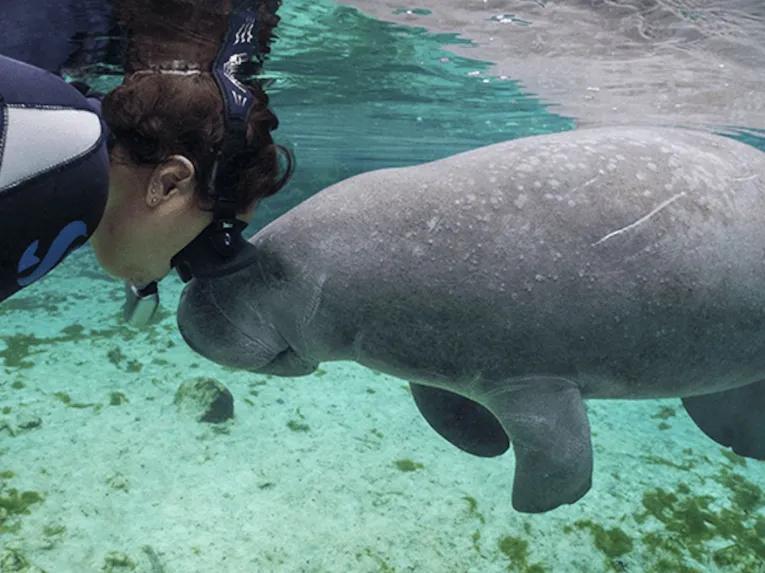 Swim with the Manatee
