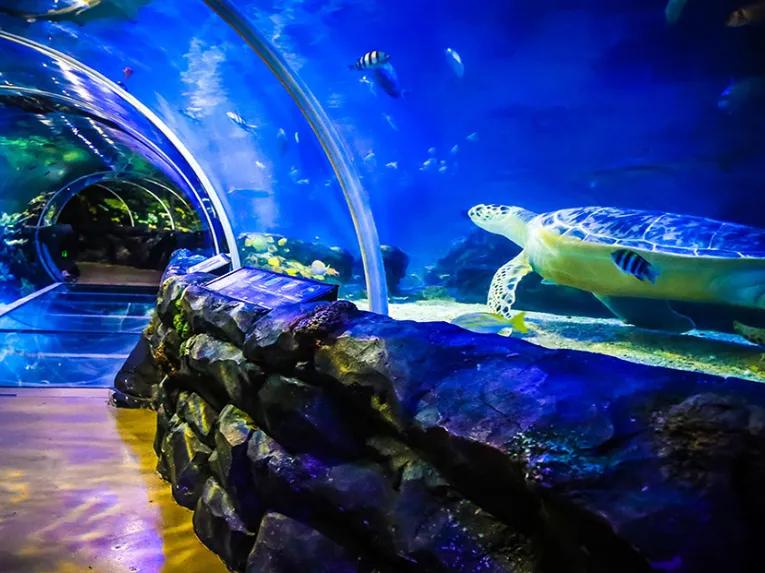 turtle