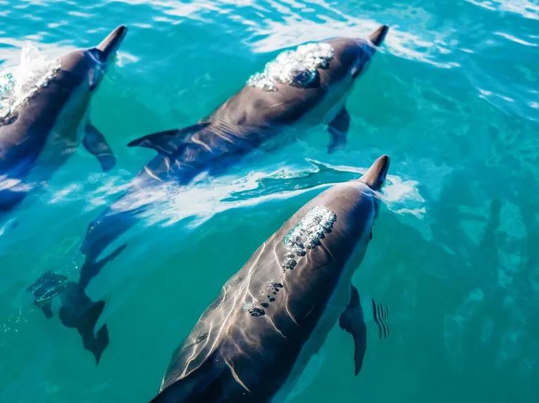 Day Trip to Key West with Optional Activities from Miami