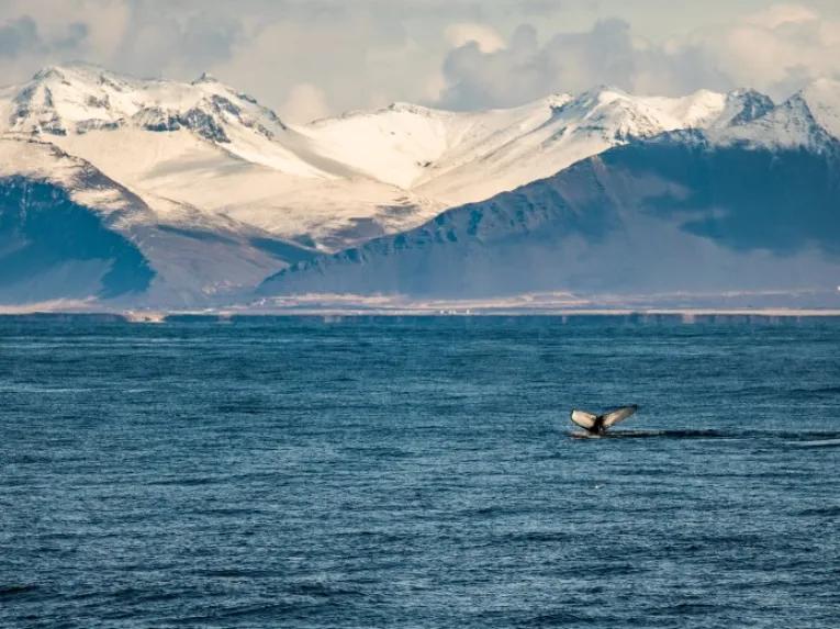mountains-and-whale-tail-out-of-water