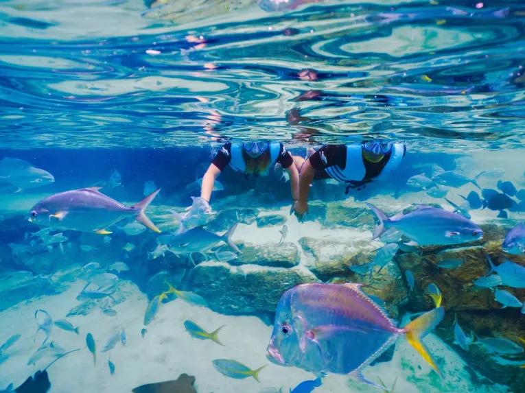 Guest snorkelling over the Grand Reef at Discovery Cove Orlando