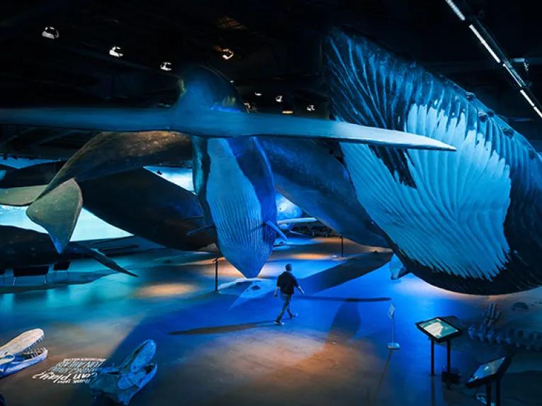 Whales