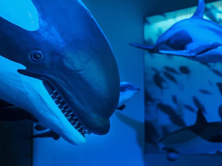 Killer Whale