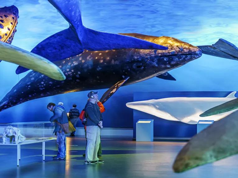 Many Whales