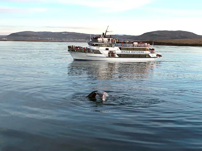 Whale near boat