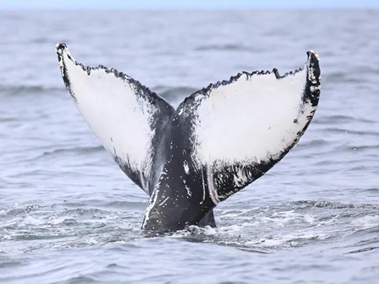 Whales Tail