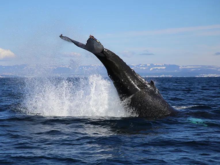 Whales jumping