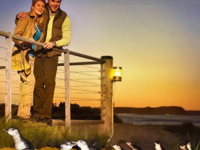 Phillip Island Penguin Parade