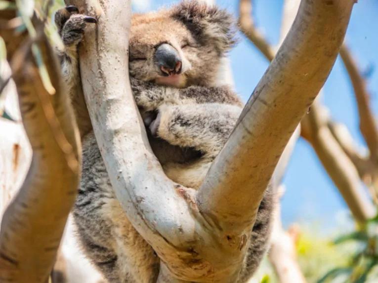 Cute Koala in a tree on the Great Ocean Road Sunset Tour