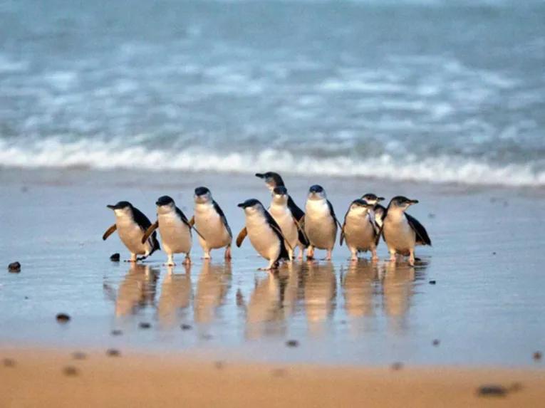 Adorable little penguins waddle across the beach 