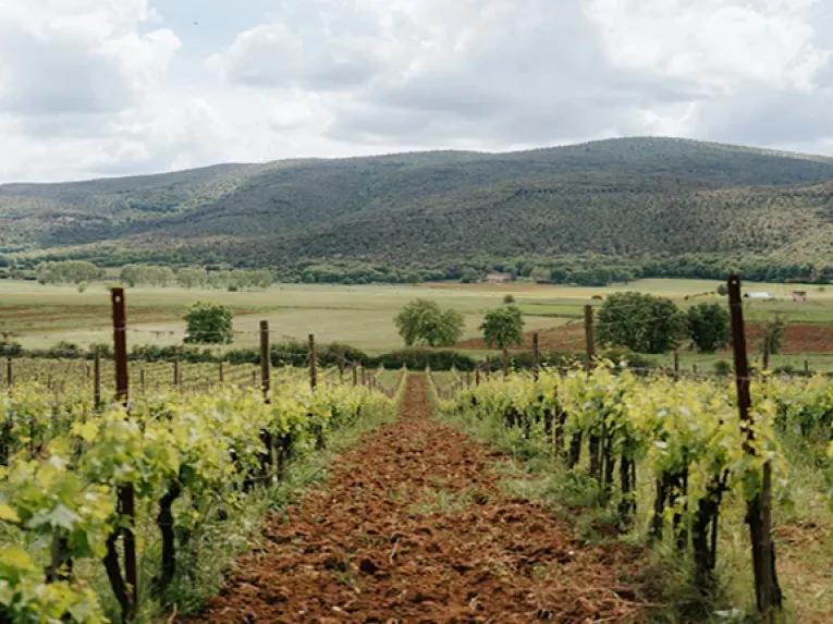 Vineyard