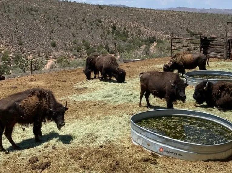 Grand Canyon Western Ranch Overnight Cabin Stay Getaway by Helicopter and Ground